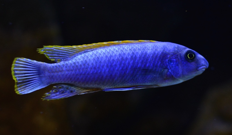 Labeotropheus trewavasae 'Thumbi West Island'